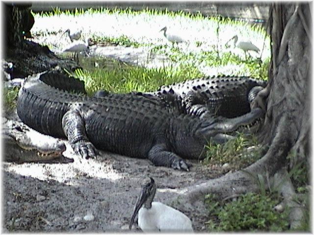 ALLIGATOR 0110